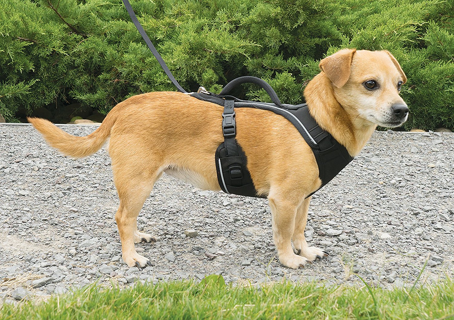 Harnais pour chien - Top des meilleures produits - eductonchien.net
