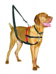 Harnais chien anti-traction Halti porté