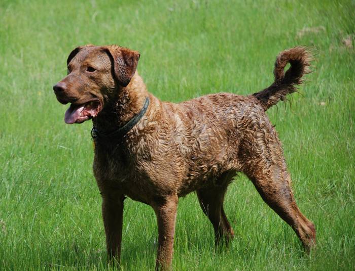 Dressage du chiot pour la chasse (guide sur tout ce quu0027il faut savoir)