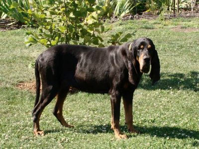 chien chasse Black And Tan Coonhound