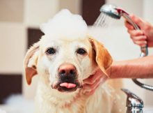 chien douche shampoing lavage