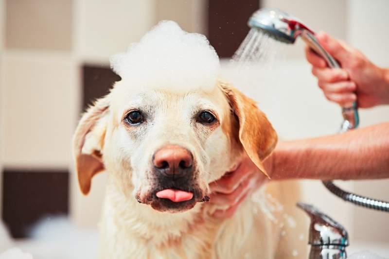 chien douche shampoing lavage