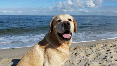 chien en vacance à la plage