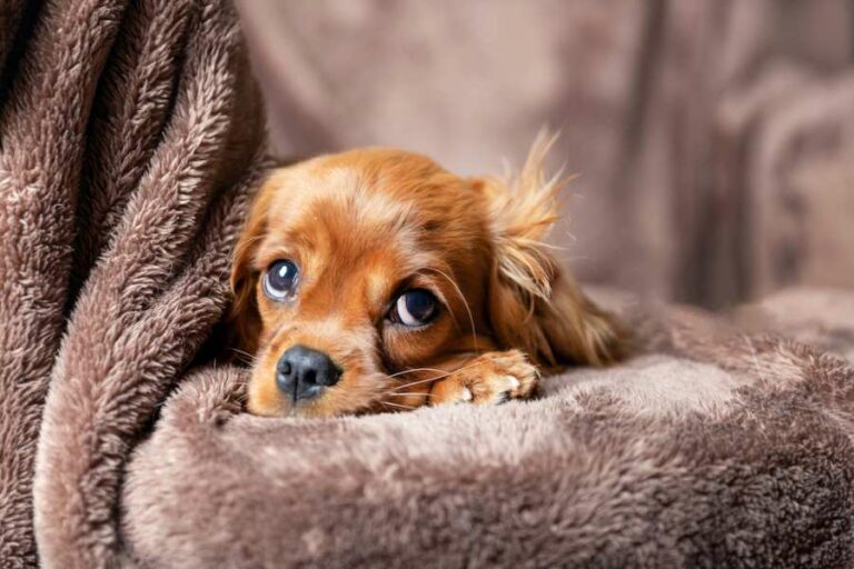 Top 7 des moyens les plus efficaces pour calmer un chien anxieux