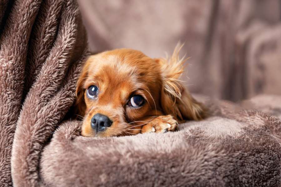 7 des moyens les plus efficaces pour calmer un chien anxieux - Eductonchien.net