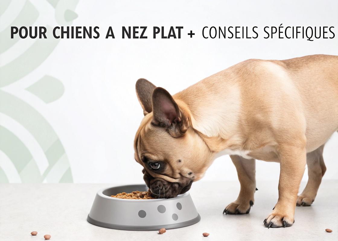 Un chien de race à museau plat comme un carlin interagit avec une gamelle anti-glouton spécialement conçue pour chiens brachycéphales, sous un éclairage studio doux avec matériaux en caoutchouc naturel mis en avant